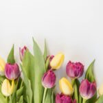 Foto door Ylanite Koppens: https://www.pexels.com/nl-nl/foto/selectieve-aandacht-fotografie-van-roze-en-gele-tulpenbloemen-1883385/