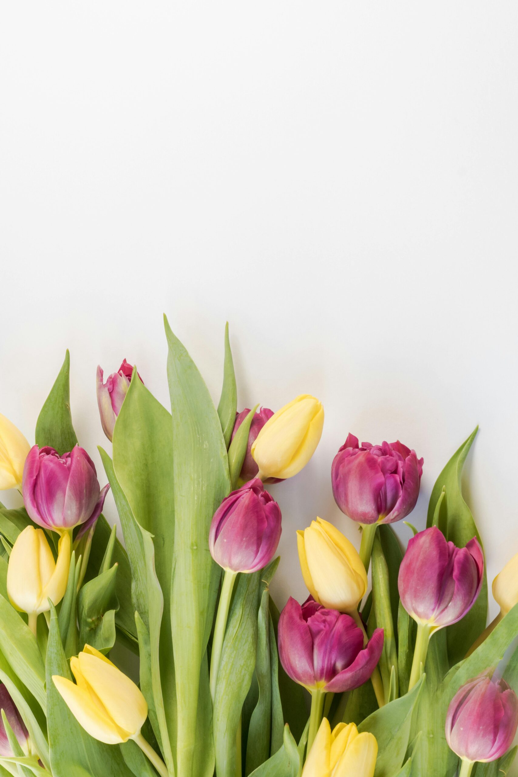 Foto door Ylanite Koppens: https://www.pexels.com/nl-nl/foto/selectieve-aandacht-fotografie-van-roze-en-gele-tulpenbloemen-1883385/